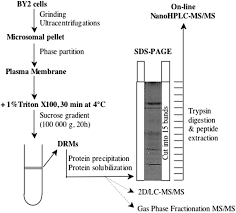 Maybe you would like to learn more about one of these? Proteomics Of Plant Detergent Resistant Membranes S Molecular Cellular Proteomics
