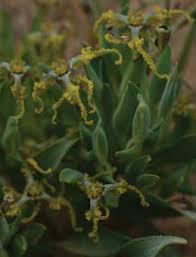 Image result for Sabicea bequaertii