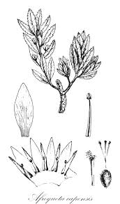 Image result for Afroqueta