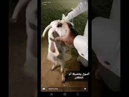 مشعل العويصي يشرح اصول وفصيلة ام الخلقان سناب 20 09 2020 youtube