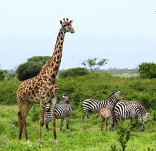 Safeguarding Giraffe Populations From Extinction In East Africa Giraffe Animals Wild African Animals