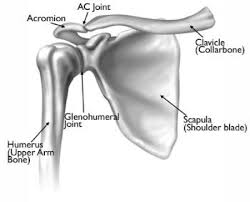 A common finding from the literature is the use of a diagram that incorporates the anterior, posterior and lateral aspects of the shoulder including the cervical spines and scapulae in order to define shoulder pain (figure 1). Arthritis Of The Shoulder Orthoinfo Aaos