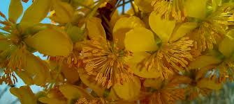 Image result for Ochna natalitia