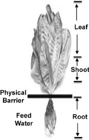 How to harvest romaine lettuce in your garden. Schematic Of Harvesting Procedure Of Romaine Lettuce Leaf Tissue Download Scientific Diagram
