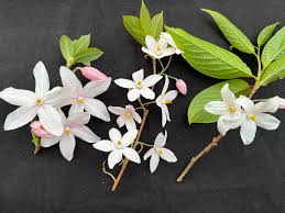 Image result for Embelia xylocarpa