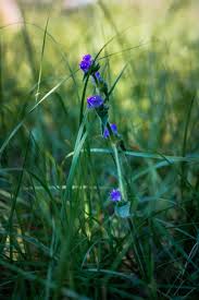 Image result for Launaea rarifolia