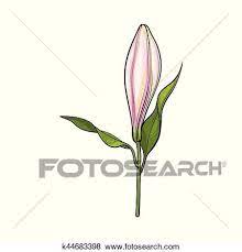 Pin On Flowers Drawing