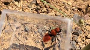 Image result for panda ant