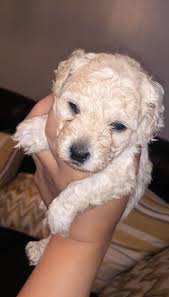 Our listings are from top breeders from around the country. Maltipoo Puppies For Sale Ollie Chunn Road Tn 333216
