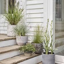 Browse our variety of grasses and ground covers and help boost your curb appeal. Six Coastal Garden Plants For A Seaside Inspired Garden Makeover