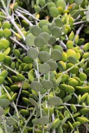 Image result for Cogniauxia podolaena