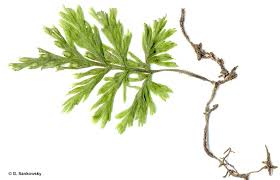 Image result for Crepidomanes