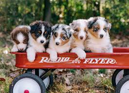 Review how much miniature australian shepherd puppies for sale sell for below. Triple A Aussies