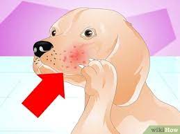 How To Treat Dog Food Allergies 13 Steps With Pictures