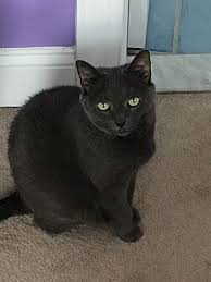 This page was started with the hope of saving another cat from declawing by posting cats who are already declawed and in need of new homes. Turnersville Nj Russian Blue Meet Tokyo Declawed A Pet For Adoption