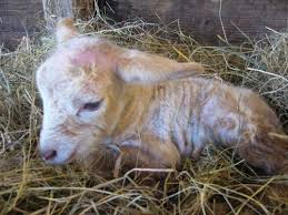 ' le salut, nous le devons à notre dieu, qui est assis sur le trône, et à l'agneau. Comment Se Reproduit Le Mouton La Brebis Blog