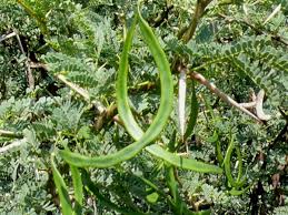 Image result for Acacia grandicornuta