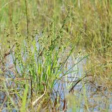 Image result for Fuirena leptostachya