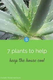Here Are 6 Plants That Will Help Keep Your House Naturally Cool Environmentally Friendly Living Plants Cool Stuff