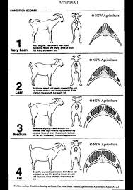 Condition Chart Goat Farming Goats Livestock