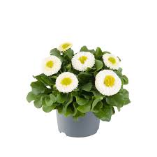 Image result for Bellis