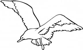 A seagull is a type of bird. Seagull Hunt For Fish Coloring Page Netart