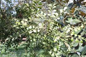 Image result for Phyllocladus