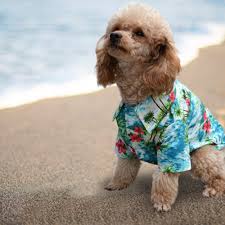 An authentic hawaiian shirt is an outward expression of that attitude. 5 Best Matching Hawaiian Shirts For You And Your Dog