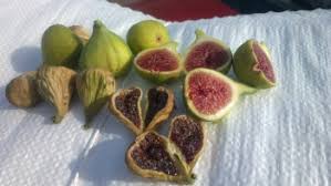 Résultat de recherche d'images pour "colonel littman's fig"