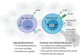 In animal skin tissue cell division is responsible for. Jci Hypoxia Inducible Factor Activity Promotes Antitumor Effector Function And Tissue Residency By Cd8 T Cells