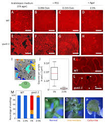 The water within plants also has a negative potential, indicating water will tend to evaporate into the air from the leaf. A Tension Adhesion Feedback Loop In Plant Epidermis Elife