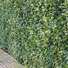 Kirschlorbeer Etna Pflanzen Janssen Gmbh Kirschlorbeer Pflanzen Gartenpflanzen