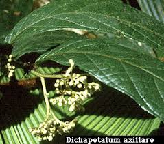 Image result for Dichapetalaceae