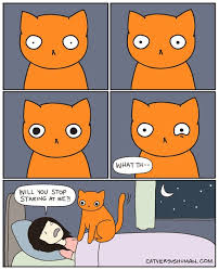 I Panicked And Woke Up In The Middle Of The Night With My Chest Feeling So Heavy It Turns Out Your Cat Was Sitting On Me With Images Cat Vs Human