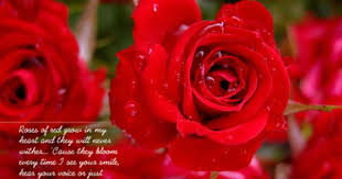 صور قلوب مع ورود 2015 ورود مكتوب عليها عبارات حب 2015 اجمل الصور العيد الحب Beautiful Love Flowers Flower Quotes Roses Are Red Poems