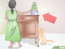 There's no question that cats are a popular choice for pets — in fact, according to the american veterinary medical association, about 25 percent of u.s. How To Safeguard Plants From Cats 10 Steps With Pictures