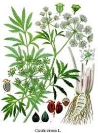 Molte piante contengono delle tossine che le rendono estremamente pericolose per l'uomo. Scheda Completa Della Pianta Piante Velenose Piante Stampe Botaniche