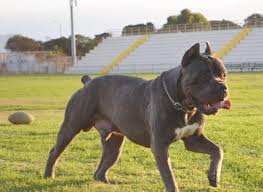 Cane Corso Cane Corso Cane Corso Mastiff Big Dogs