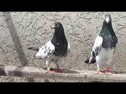 Pigeons of gujarat not for sale modena pigeon gujarat ke kabutar. Kabutar Image