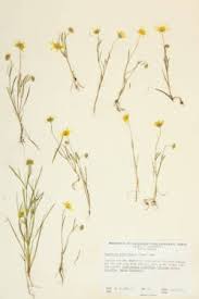 Image result for Platycarpha