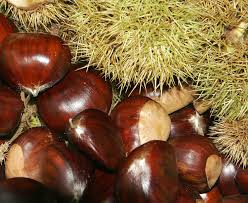 Marron Fruit Wikipedia
