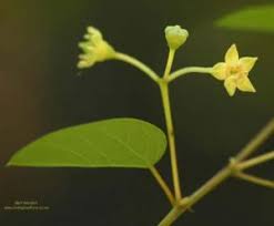 Image result for Helinus