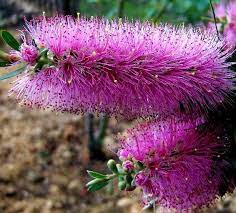 Purple Beauty Of The Callistemon Violaceus Violet Buttlebrush Plants Bottlebrush Plant Australian Native Plants