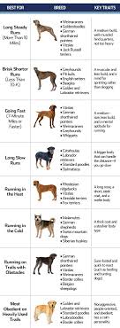 10 Best Large Dog Breeds For Runners There Are Plenty Of