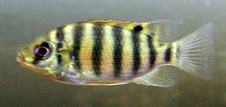 Image result for Dictyophleba lucida