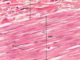 May 31, 2021 · muscle tissue: Lab 4 Muscle And Nervous Tissue Histology