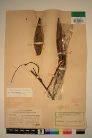 Image result for Motandra