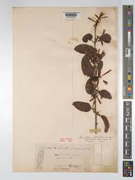 Image result for Agelanthus lugardii