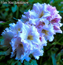 Image result for Nesaea rautanenii