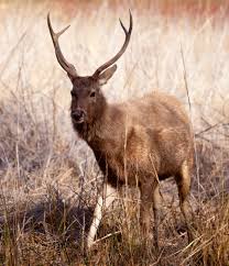 Nude sunbathers fined for breaching Covid rules after calling cops for help  fighting off rampaging deer